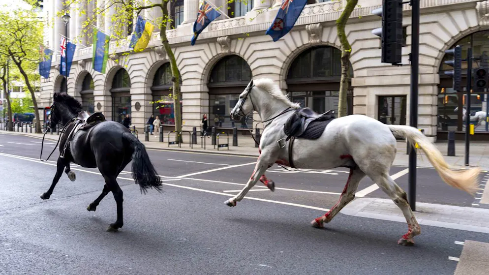 I due cavalli in fuga sono stati catturati dopo aver creato scompiglio per le strade di Londra.