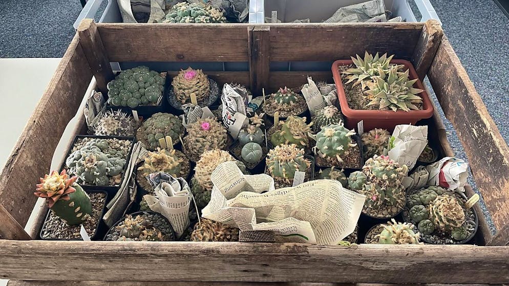 Die an der Grenze sichergestellten Kakteen.