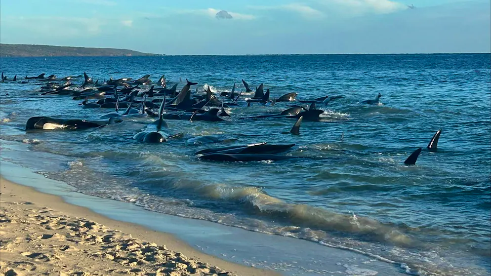Massenstrandung in Australien. Happy End für 100 Grindwale