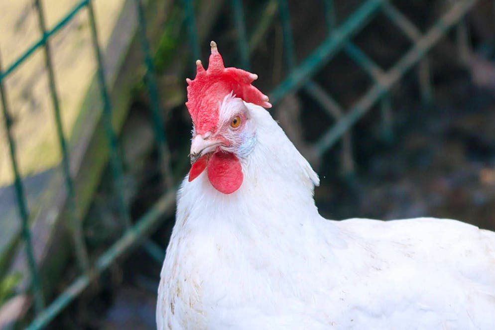 Hühner werden in verschiedenen Kulturen immer wieder für Rituale geopfert.