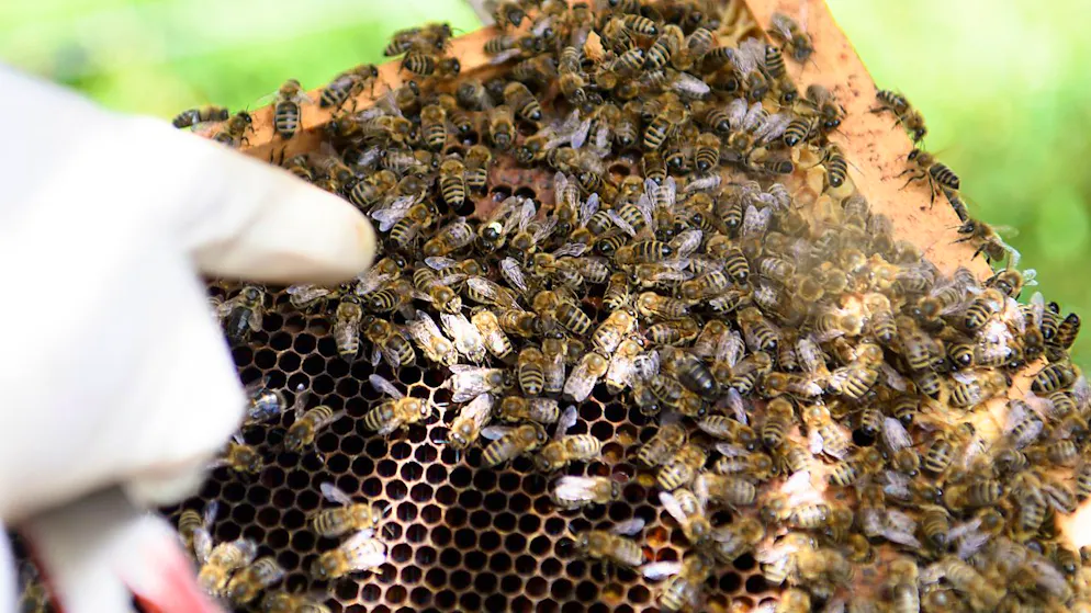 La densité des colonies s'est accrue au cours de la dernière décennie, garantissant une pollinisation efficace des plantes cultivées et sauvages dans la plupart des régions (archives).