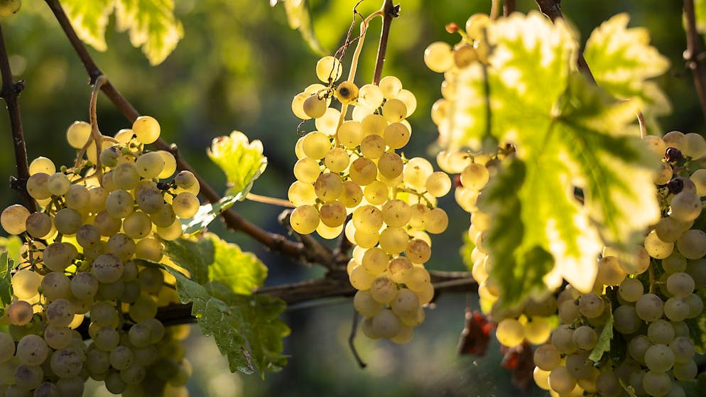 Weinreben sind stark vom Klimawandel betroffen. 