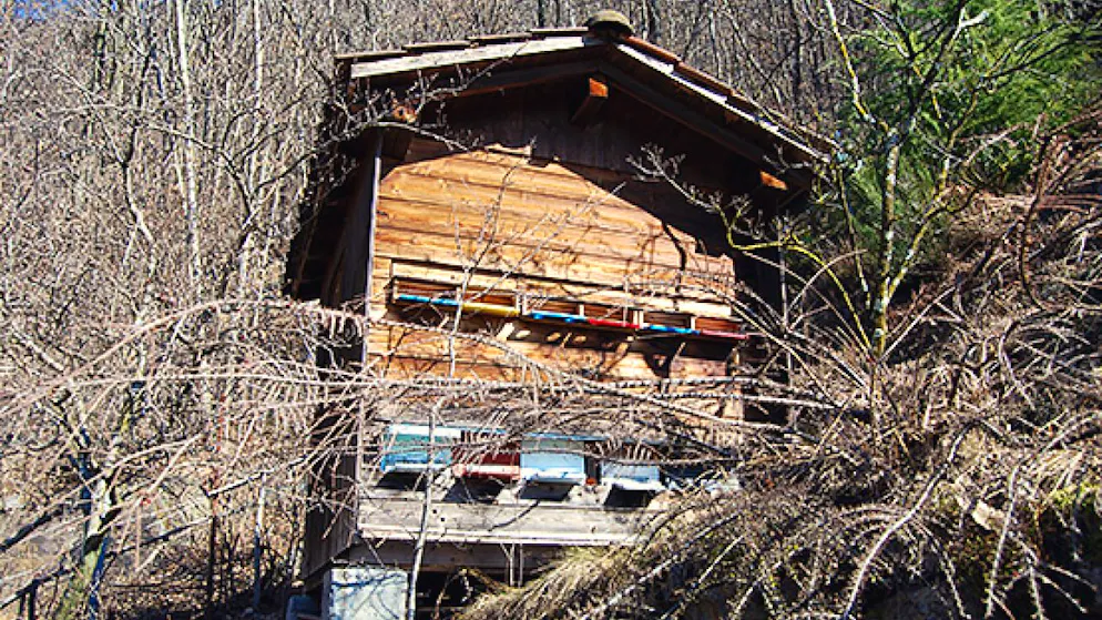 Die Zahl der Bienenvölker in der Schweiz ist im letzten Jahrzehnt gestiegen: Bienenhaus am Waldrand.