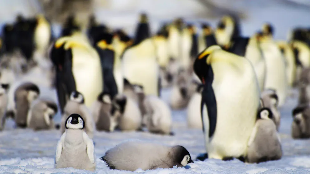 Bedroht durch Klimawandel. Bricht das Eis, ertrinken die Küken – Kaiserpinguine nun «stark gefährdet»