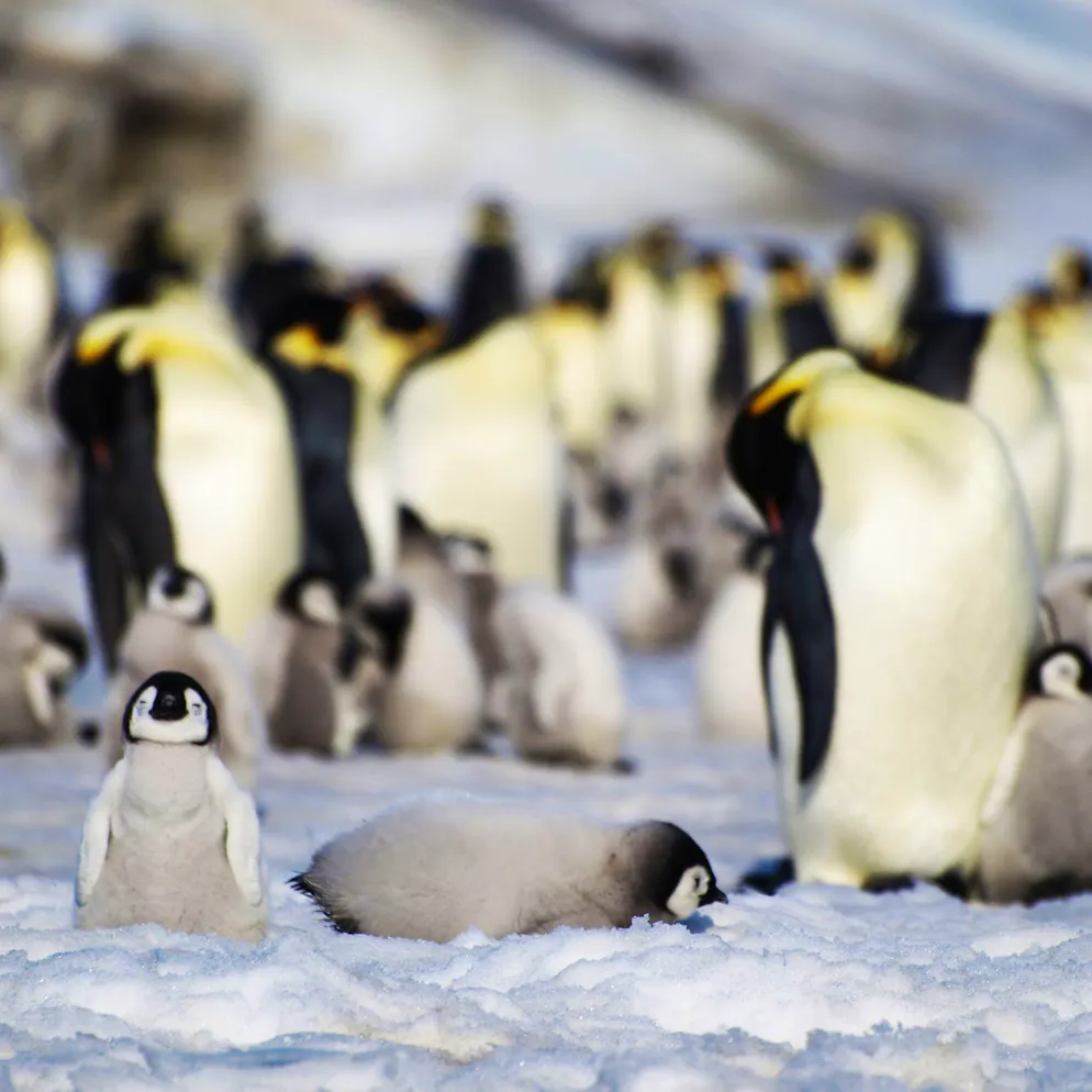 Bedroht durch Klimawandel. Bricht das Eis, ertrinken die Küken – Kaiserpinguine nun «stark gefährdet»