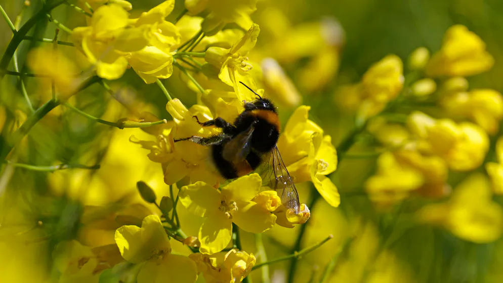 Hummel im Rapsfeld: nicht nur fleissig, sondern auch verspielt.
