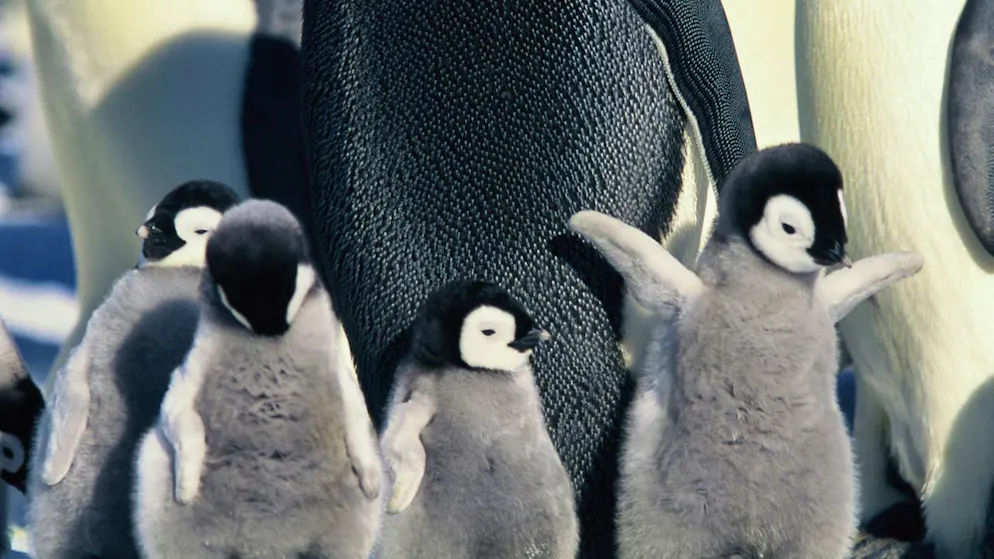 Nach Schätzungen gibt es noch einige Hunderttausend Kaiserpinguine in freier Wildbahn.