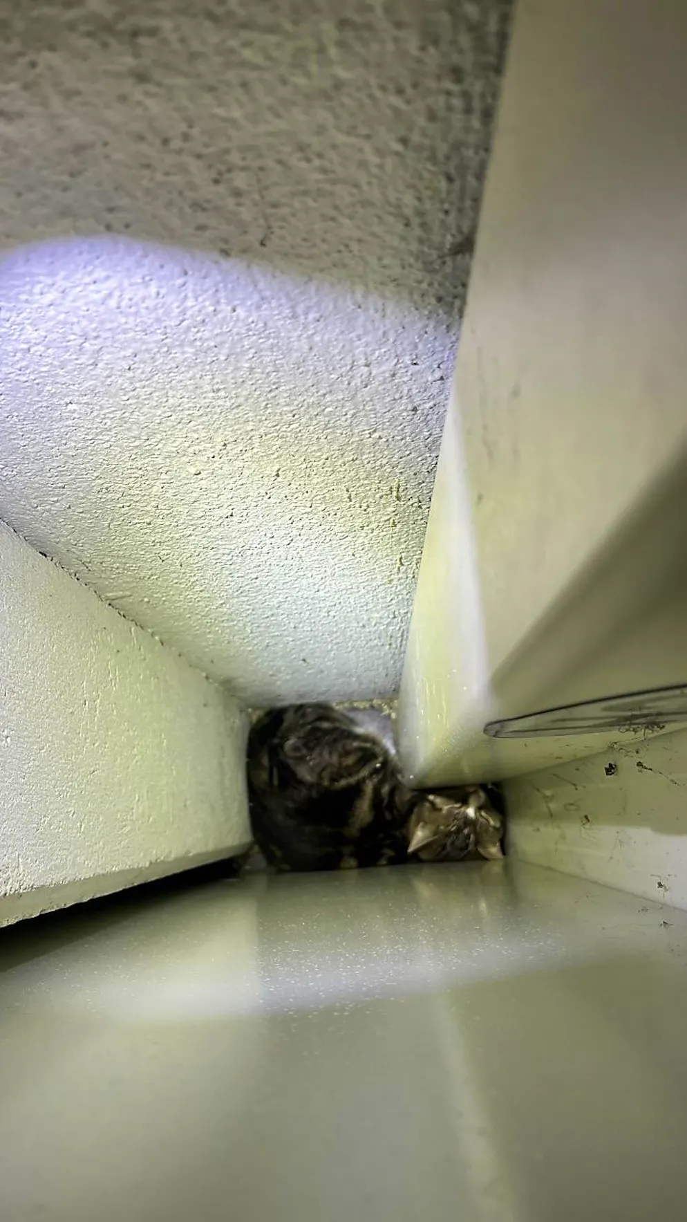 Die Katze namens Cesar war hinter einem schweren Tresorschrank eingeklemmt.