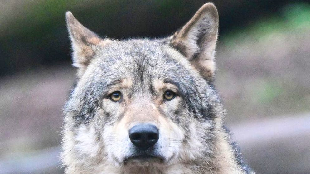 Le loup est de plus en plus dans la ligne de mire du Parlement fédéral (archives).