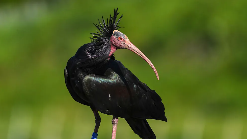 Waldrappe gehören zu den seltesten Vögeln überhaupt. (Archivbild)