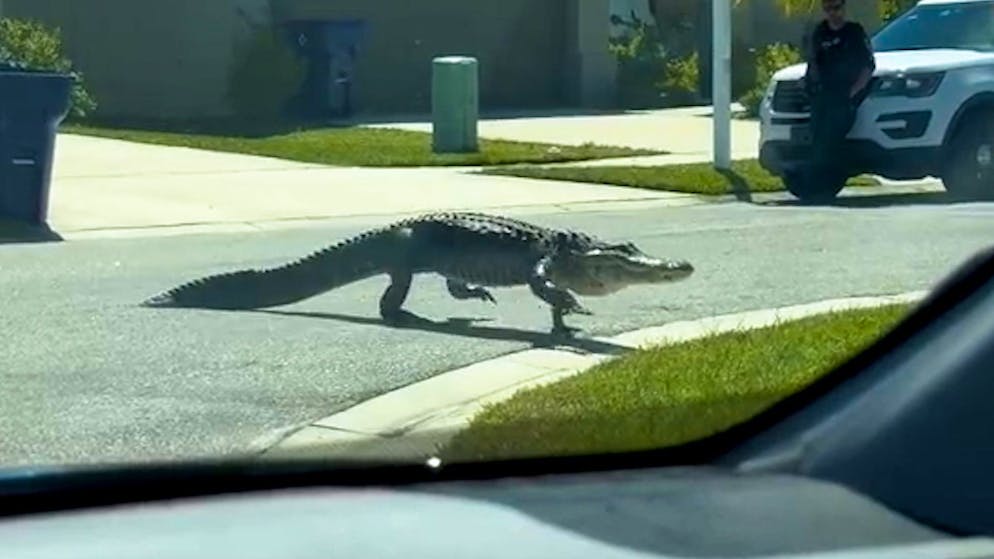 Krokodil auf der Strasse. Frau flippt wegen Alligator aus – und wird zum Internet-Hit