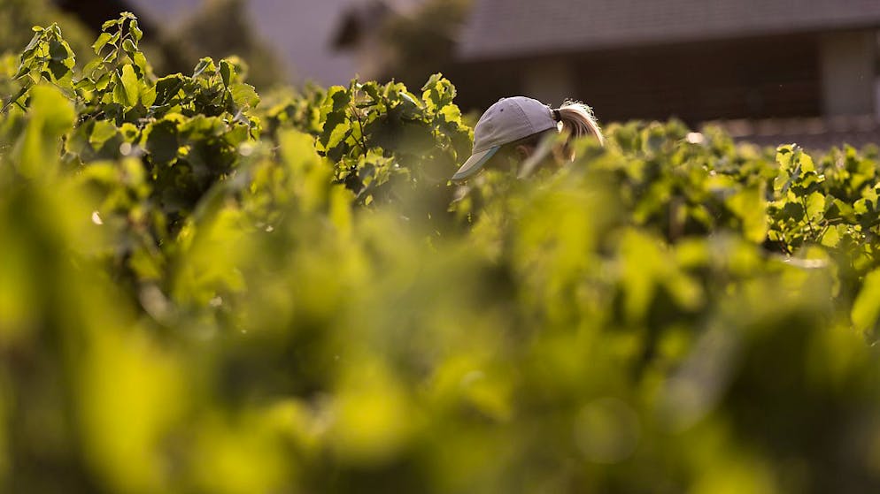 Wegen Dürre: Beim Cava-Hersteller Freixenet sollen 615 der insgesamt 778 Mitarbeiter in Spanien Kurzhilfe beziehen. (Symbolbild)
