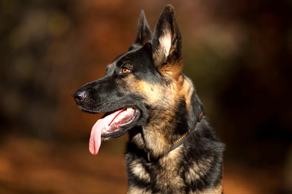Le chien de la race berger,  âgé de 12 ans, a réussi à sortir de son chenil mal verrouillé à proximité du poulailler et a mordu deux enfants. Il a été euthanasié. (image d'illustration)
