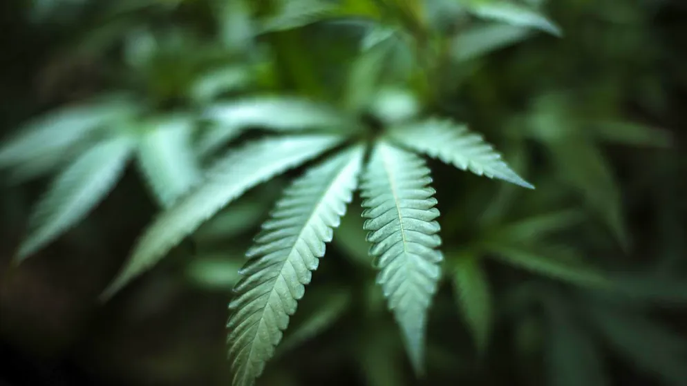 La Suisse devrait libéraliser le cannabis. Un comité a lancé une initiative populaire (illustration).