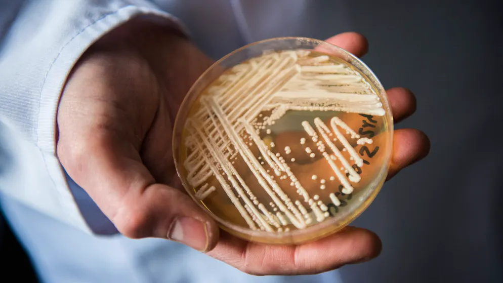 Resistant to medication. Novel deadly fungus suddenly infects humans