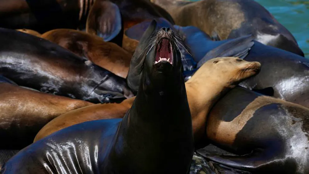 Ein Seelöwe gähnt, während er auf einem Floss am Pier 39 sitzt. 
