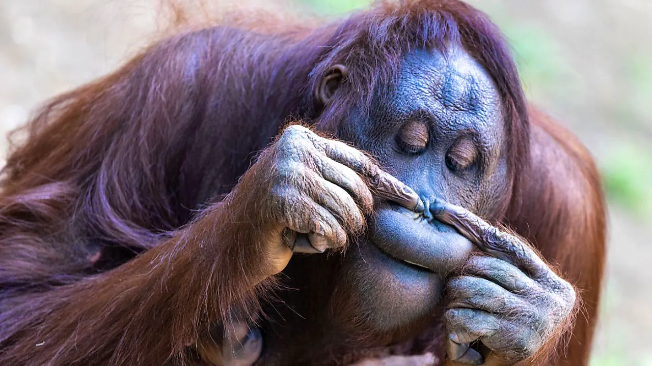 Tiere. Studie: Orang-Utan heilt Wunde aktiv mit einer Pflanze