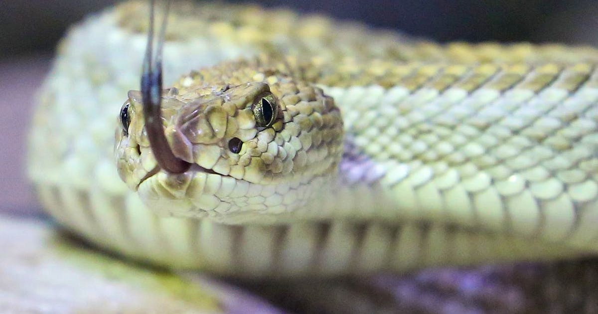 Increased risk of bites: Venomous snakes are migrating to new countries due to global warming