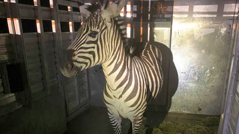 HANDOUT - Dieses von den Regional Animal Services of King County zur Verfügung gestellte Foto zeigt das Zebra Shug in einem Anhänger, nachdem es etwa 48 Kilometer östlich von Seattle, eingefangen wurde. Foto: ---/Regional Animal Services of King County/AP/dpa - ACHTUNG: Nur zur redaktionellen Verwendung und nur mit vollständiger Nennung des vorstehenden Credits