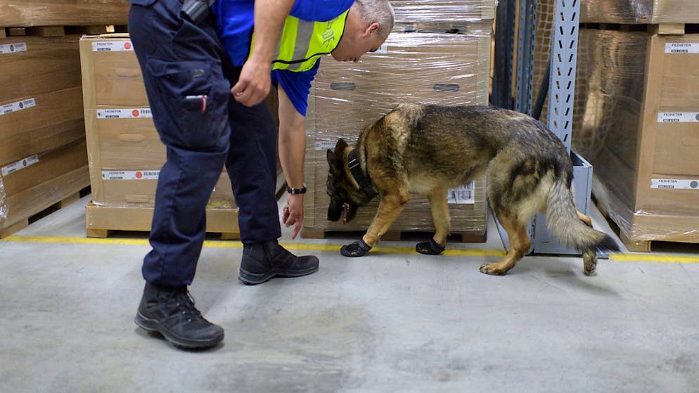 Tag des Hundes. Was macht manche Rassen zu besonderen Spürnasen?