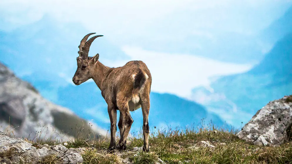 Ein Steinbock im Pilatus-Gebiet. (Archivaufnahme)