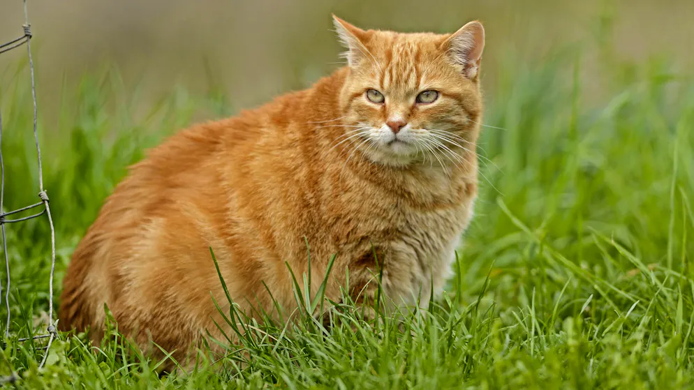 Bern. Nachbarn streiten um Büsi, bis das Ganze mit Tränen vor Gericht endet