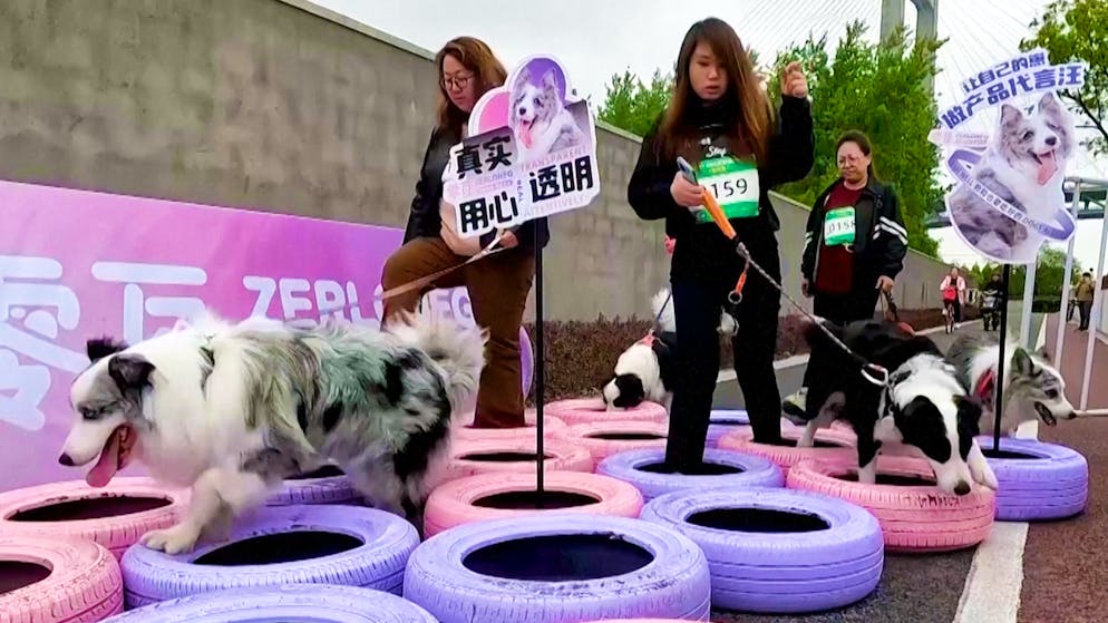 Bald auch in der Schweiz?. In China boomen Hunde-Trail-Rennen