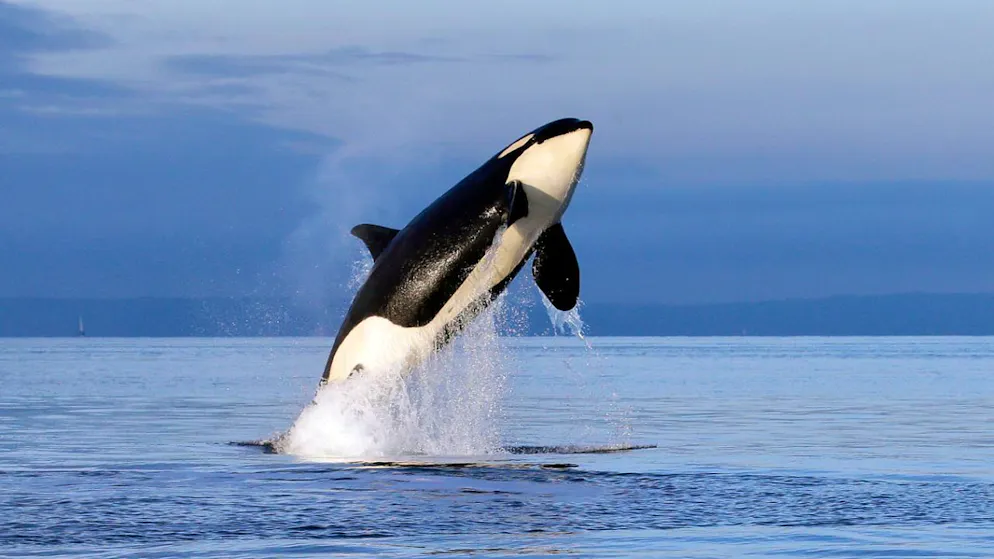 Forscher sprechen von «Interaktionen». Orcas versenken 15-Meter-Jacht vor Küste Marokkos