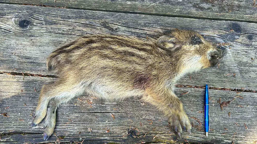 Das junge Wildschwein wurde aus unmittelbarer Nähe angeschossen, wie der Jagdaufseher feststellte.