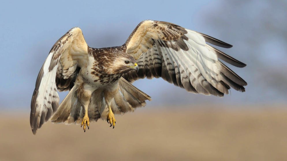 Angriffe in der Brutzeit. So steht es um die Bedrohung von Joggern durch Greifvögel
