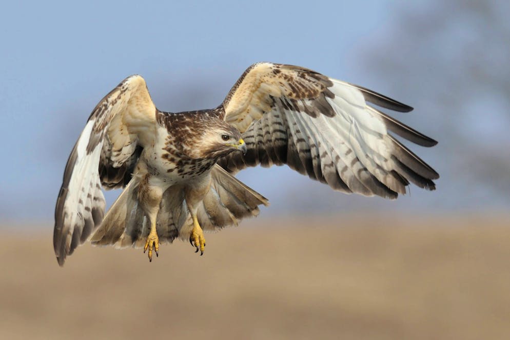 In der Schweiz machen immer wieder Mäusebussard-Angriffe auf Jogger Schlagzeilen.