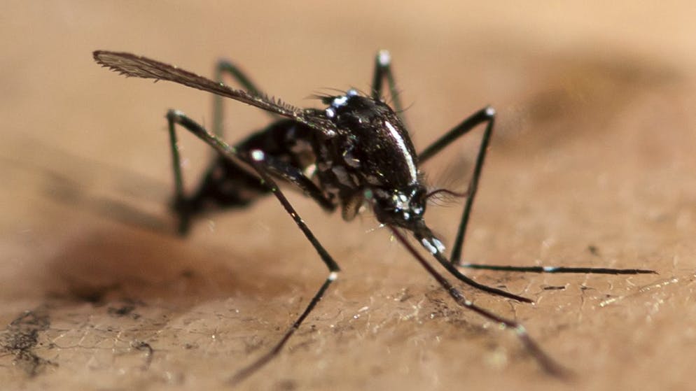 Invasive Art auf dem Vormarsch. Asiatische Tigermücken brüten auch im Kanton Aargau