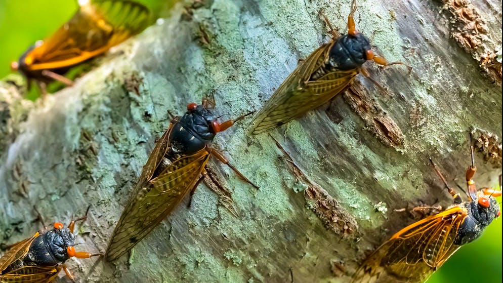 Alle 221 Jahre wieder. Abermillionen von Zikaden suchen die USA heim