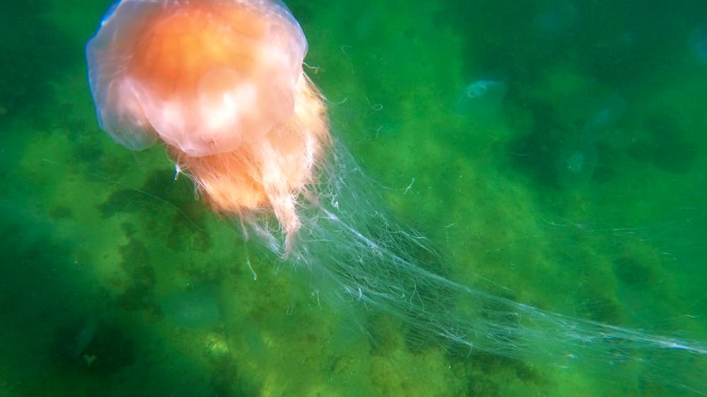 Gewinner des Klimawandels. Wissenschaftler warnen vor einer «Verquallung» der Ozeane