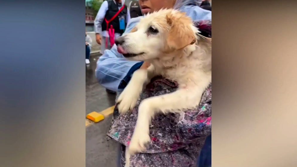 Flutkatastrophe in Brasilien. Traumatisierte Hunde paddeln nach Rettung weiter