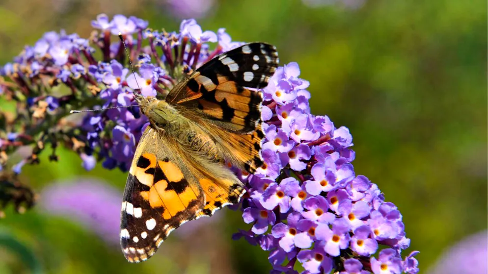 Protecting flora and fauna. Questions and answers on the biodiversity initiative