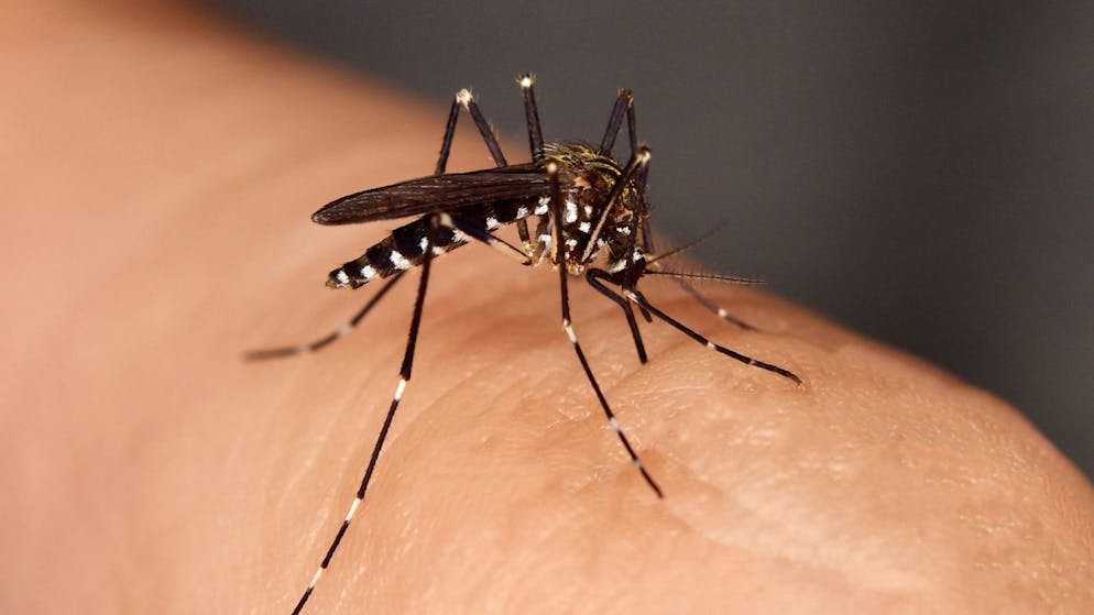 Tigermücken in der Schweiz. Alles, was du zu den invasiven Tierchen wissen musst