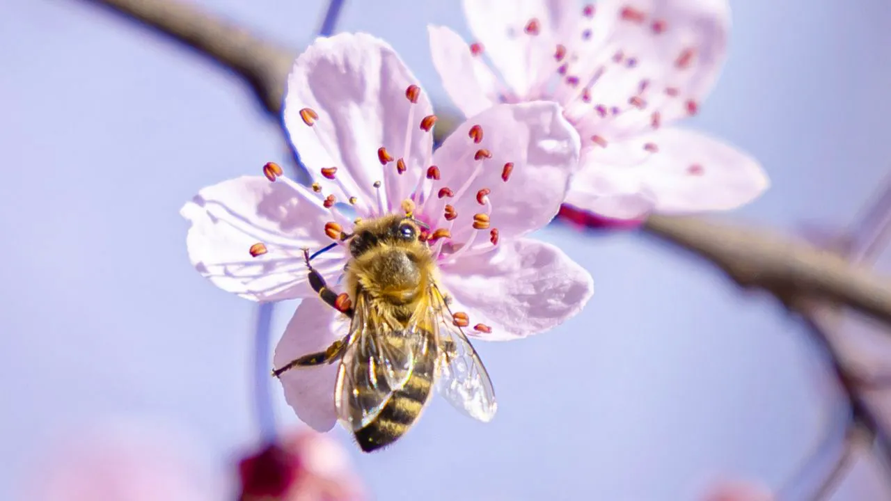 Umwelt. Ackerland vertreibt laut einer Studie bestäubende Insekten