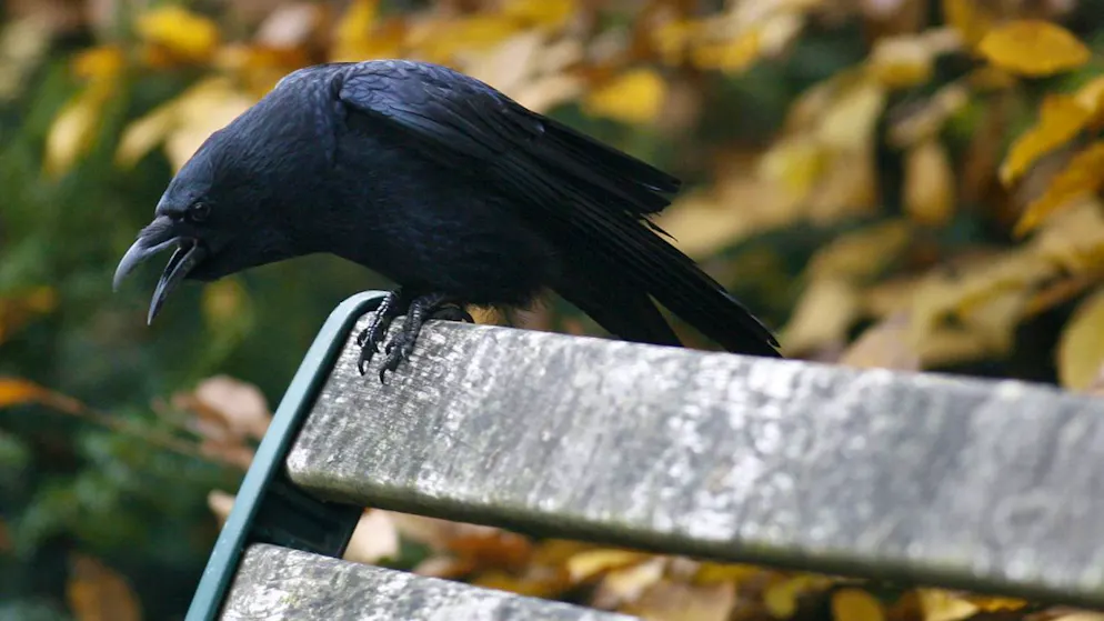 Krähen haben ein Verständnis für Zahlen. (Archivbild)