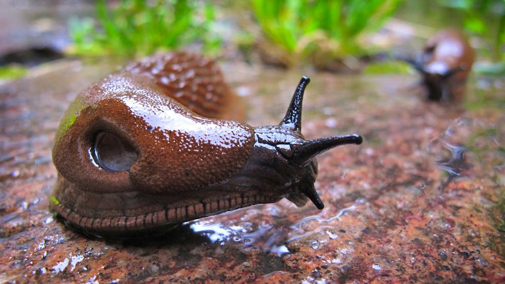 Vertilgt ganze Beete. Superschnecke lässt Schweizer Gärtner verzweifeln