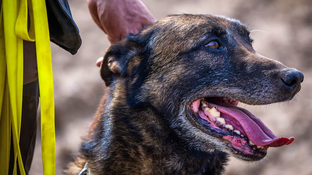 Der Kanton Obwalden passt sein Veterinärgesetz hinsichtlich der Massnahmen für gefährliche Hunde an. (Archivbild)