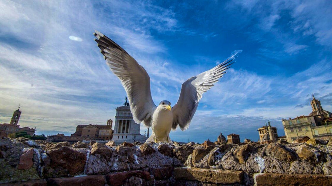 Technology: Rome sends drones to fight seagulls