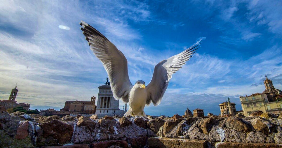 Technology: Rome sends drones to fight seagulls Technology: Rome sends drones to fight seagulls