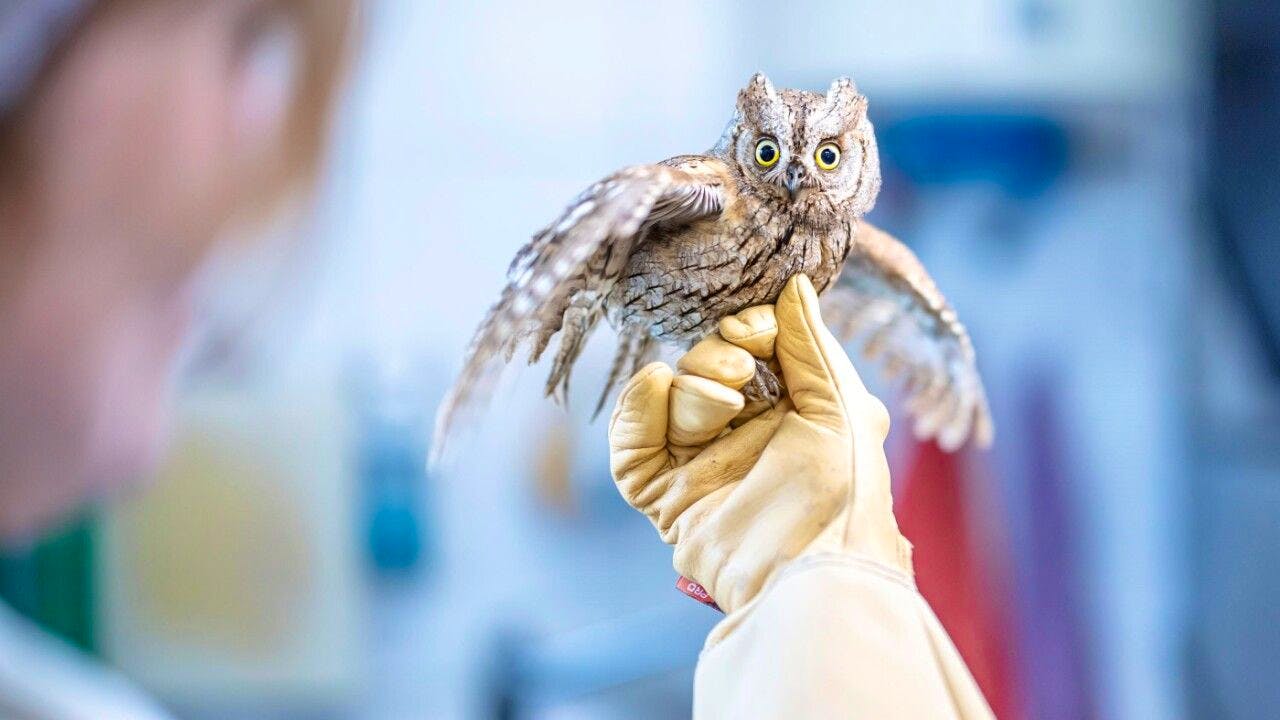 Tierwelt. Zürcher Greifvogelstation päppelt seltene Zwergohreule auf
