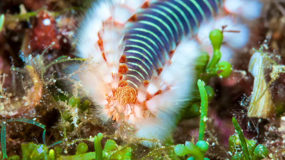 Il vermocane si sta diffondendo sempre più nel Mediterraneo.