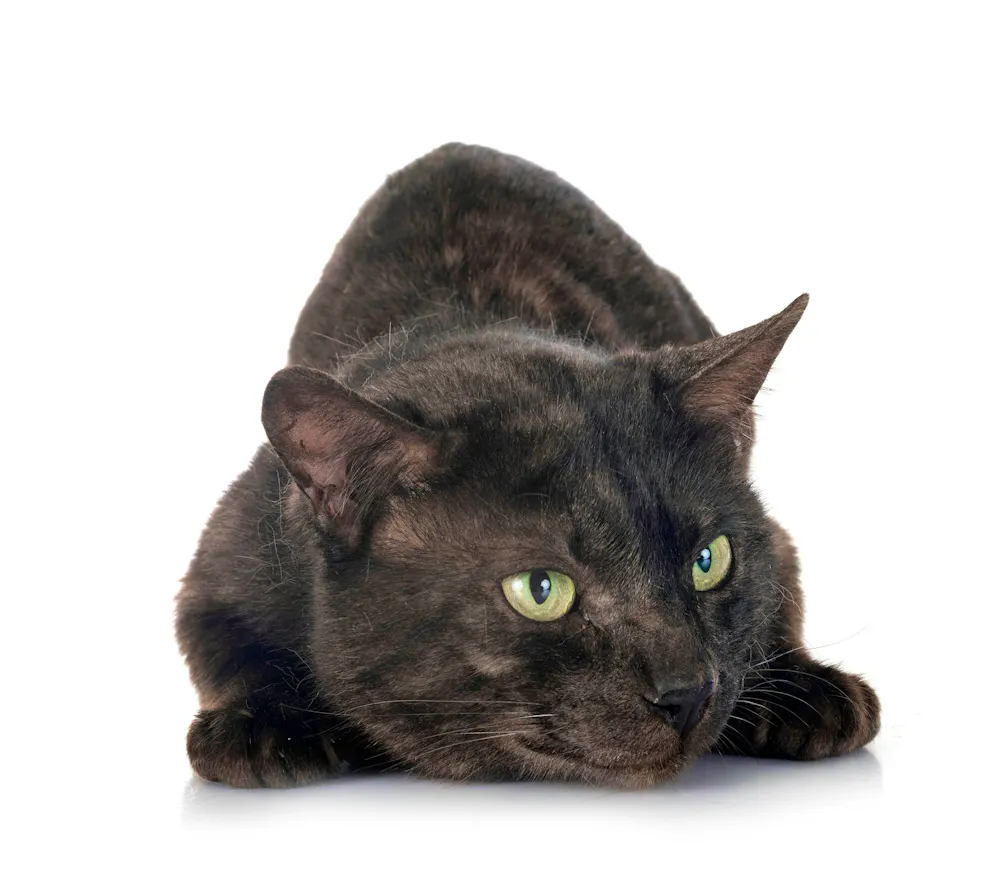 Animali ricercati: un gatto nero del Bengala.