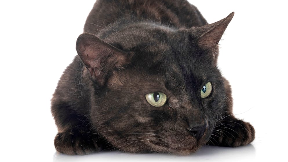 Unkosten von 7000 Franken. Büsi-Diebstahl kommt Seniorin teuer zu stehen