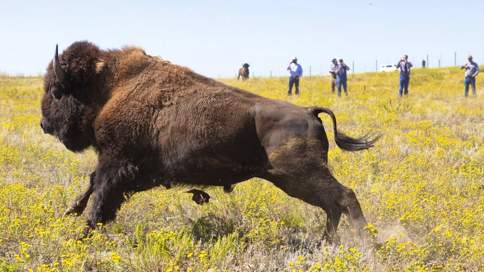Revier verteidigt. Bison spiesst 83-Jährige im Yellowstone-Nationalpark auf