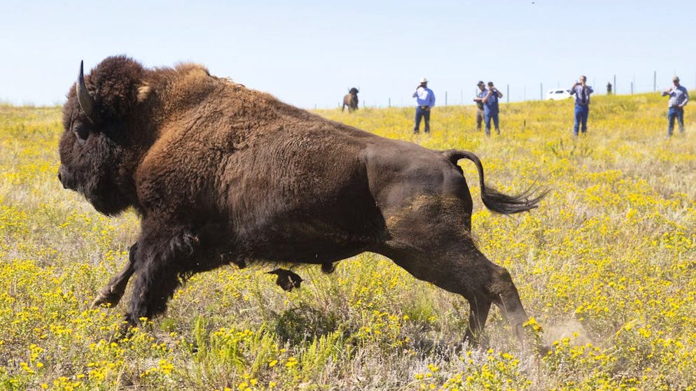 Dieses Prachtexemplar eines Bisons im Yellowstone-Nationalpark hat mit dem Angriff auf eine Seniorin durch einen Artgenossen rein gar nichts zu tun.