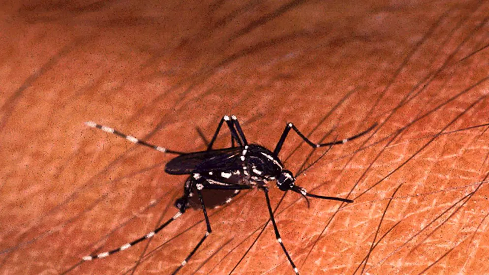 Non solo fastidiosa: la puntura di una zanzara può trasmettere anche malattie.